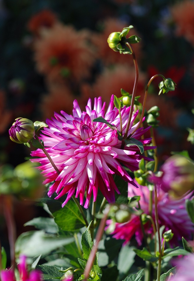 DSC_0037.jpg