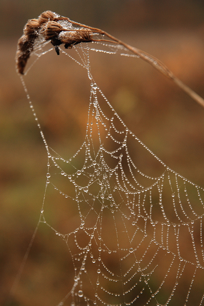 DSC_0112.jpg
